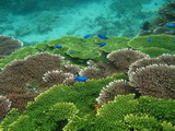 保育澎湖東西嶼坪的珍貴海洋生態，發展生態旅遊，是台灣環境資訊協會環境信託中心正在推動的工作計畫之一。