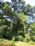 大榕樹的樹下陰性植物不少，感覺上已經有森林的味道，但因緊鄰建築物，已受風害及建物阻礙而長得不對稱，需多加照顧。