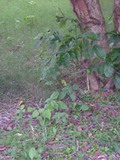 樹下需要長年留著野草，維持土壤的潮濕，以利黑翅蟬若蟲的生存，又每年4-6月間得維持較密的草叢，提供黑翅蟬羽化時隱密躲藏的地方，避免一下子就被鳥、蜥蜴吃掉。