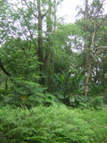 仿天然林營造而成的多層次立體結構小森林。