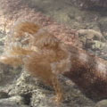 海參張開觸手吸附海水中的有機物，因而有「海蚯蚓」之稱。