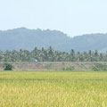 稻田 (圖片來源: 公共電視我們的島)