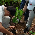 學生協助種植樹苗