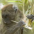 位於馬達加斯加Ranomafana國家公園中的狐猴。圖片來源：David Thyberg