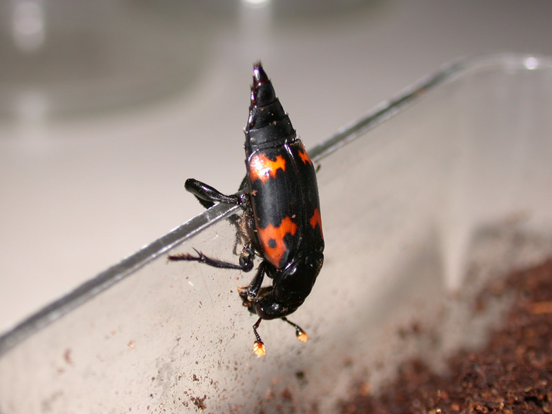 尼泊爾埋葬蟲雄蟲從尾部釋放出費洛蒙。圖片來源：黃文伯