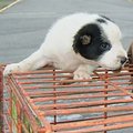 流浪狗生的幼犬；圖片來源：陽明山國家公園管理處