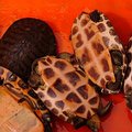 外來種龜類；圖片來源：陽明山國家公園管理處