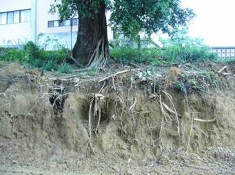 道路開挖後，雨豆樹根系外露，生命岌岌可危；圖片提供：地球公民協會提供