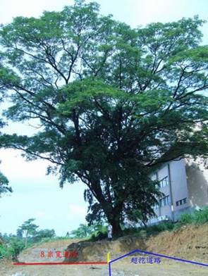 第一棵雨豆樹胸圍411公分，樹冠層涵蓋的面積直徑應有30公尺以上；圖片提供：地球公民協會