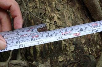 第四棵雨豆樹胸圍338公分；攝影：黃裕峰