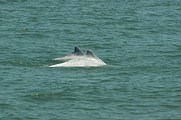 中華白海豚；圖片提供：陳秉亨