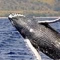 一隻在加州海邊躍出水面的座頭鯨。圖片來源：NOAA