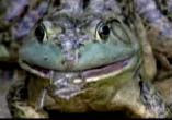 不當放生北美大牛蛙已造成本土蛙的威脅