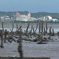 蚵架雖仍遍布海岸，但受金屬、廢棄物污染的疑慮影響，前景不再。