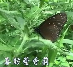 端紫斑蝶。圖片來源：賴鵬智