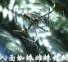 人面蜘蛛結網動作細觀。圖片來源：賴鵬智