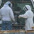 在賓州撒克納赫河畔的一處養蜂場，養蜂人正在調查蜂群感染疾病的狀況；圖片來源：Penn State