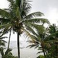 南太平洋的紐埃島上的椰子棕櫚樹；圖片來源：Ekrem Inozu