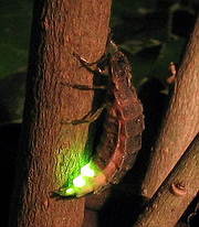螢火蟲腹板上有發光器。圖片來源：Wiki 