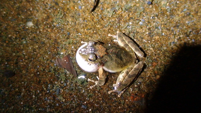 鳴叫中的日本樹蛙。圖片來源：魏湘蓉