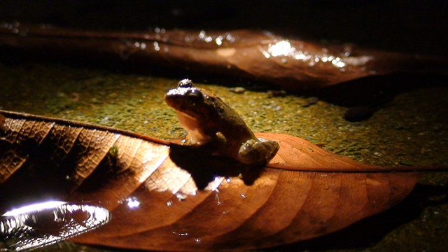 日本樹蛙沙龍藝術照。圖片來源：湘之