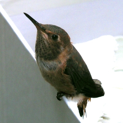 站在盒緣的小小蜂鳥連喙帶尾不到10公分長。圖片來源：陳維婷