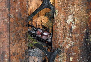 許多甲蟲個性害羞喜歡躲在縫隙中，這隻雙鉤鍬形蟲就躲在竹籬笆間不肯輕易露面；圖片來源：楊維晟
