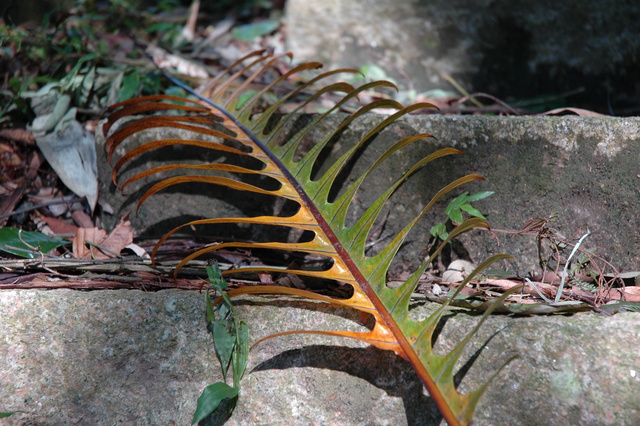 崖薑蕨。圖片來源：湘之