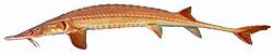 美國莫比爾河瀕危的阿拉巴馬鱘魚