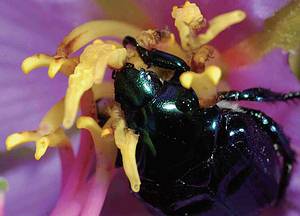 許多野花的花蕊是甲蟲進食大餐之處，台灣琉璃豆金龜選擇了野牡丹當作餐廳；圖片來源：楊維晟