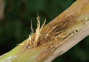 綠竹上的咬痕，是台灣竹大象鼻蟲的傑作；圖片來源：楊維晟