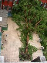 近五層樓高，樹齡逾三十年的菩提樹，五年間受風災倒了兩次。圖片來源：邱志郁