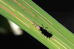 芒草上有如流星般畫過的痕跡，是紹德甲蟲的吃相；圖片來源：楊維晟