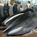 一隻罕見的布氏鯨被日本捕鯨船在北太平洋捕獵（圖片來源：Institute of Cetacean Research）