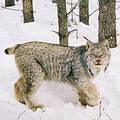 佛蒙特州林地的山貓(lynx)。山貓被聯邦政府寬鬆認定列為受威脅（threatened）物種，佛蒙特州政府則嚴格認定列為瀕危（endangered）等級；圖片來源：Vermont FWD