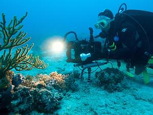科考人員在大堡礁進行水下探勘(攝影：Gary Cranitch，圖片節錄自昆士蘭博物館)