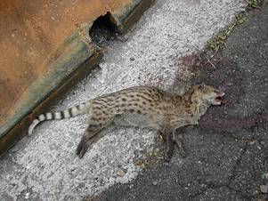遭車撞擊的保育類動物麝香貓。圖片提供：陽明山國家公園管理處。