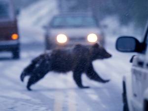 黃石公園中被車流逼得走投無路而驚惶卒奔的熊。圖片來源：Florian Schulz
