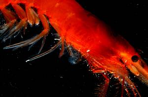 深海中的紅蝦；圖片來源：廖運志