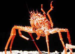 巨螯擬人面蟹；圖片來源：廖運志