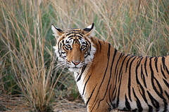 生存於印度國家公園的老虎。攝影： Anup Jinda