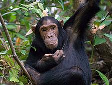 愛滋病毒由黑猩猩傳播給人類 (圖片來源：David Schenfeld)