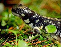 加州虎螈（California tiger salamander）；圖片來源：C. Johnson