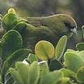 計畫列入保護名單可愛島特有鳥類akeke'e；圖片來源：American Bird Conservancy