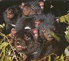 袋獾是有袋哺乳類 (圖片來源 : Trowunna Wildlife Sanctuary)