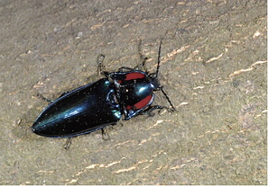 保育類甲蟲彩虹叩頭蟲；圖片提供：楊維晟