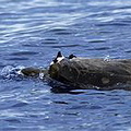 用來研究測試聲納反應的Blainsville喙鯨 (圖片來源：Ari Friedlaender)