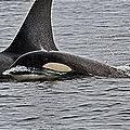 定居在卑詩省海域北方受到威脅的虎鯨族群的幼鯨 (圖片來源：Maria Chantelle Tucker) 