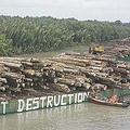 非法砍伐的原木為綠色和平組織於2008年9月4日巴布亞紐幾內亞抗議的目標。（照片由綠色和平Greenpeace提供）