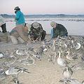 研究者在日本伊豆沼(Izunuma-Uchinuma)湖捕捉尖尾鴨（northern pintail）; 圖片來源 : USGS Alaska Science Center